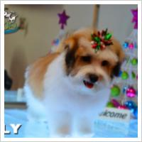 Copyright Darwin Pet Spa 2012